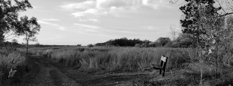 banner image of a bench amongst tall grass